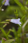 Limestone calamint